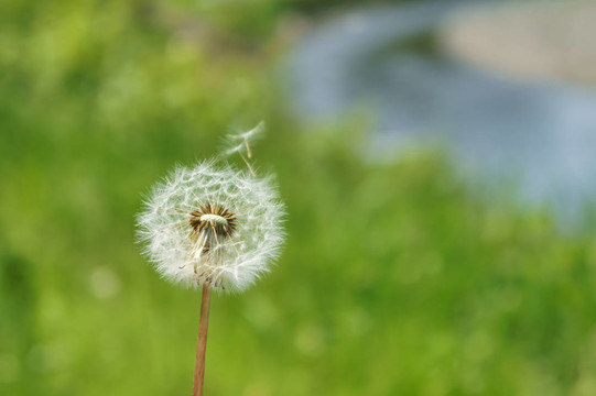 蒲公英的絨毛（特寫）。