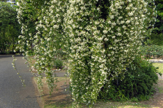 White Rosa Banksiae。
