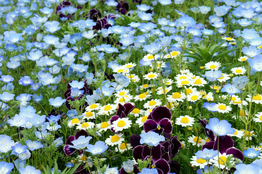 春季花壇（粉蝶花；戴茜；Pansy）。