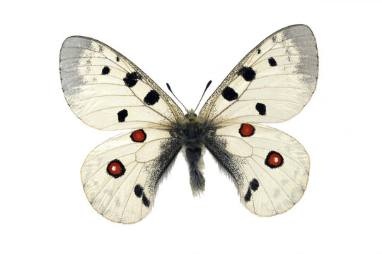buttrfly