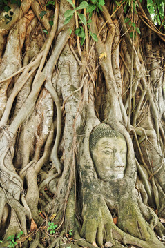 在菩提樹的根的砂巖佛像的頭；Ayutthaya；泰國(guó)