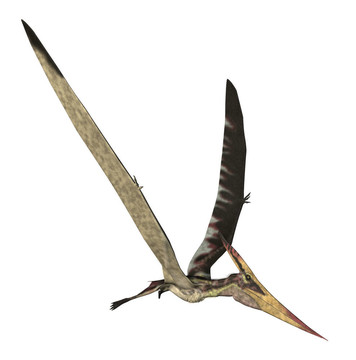 無齒翼龍longiceps