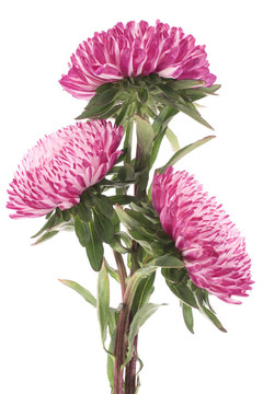 中國紫菀