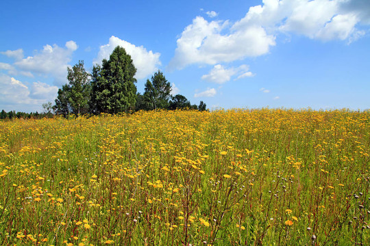 黃flowerses在秋天的田野