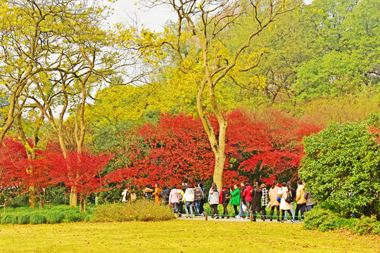 紅葉