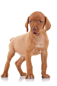 維茲拉獵犬小狗站