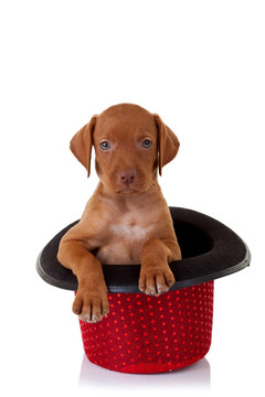 維茲拉犬的小狗在紅秀帽子