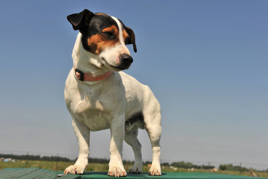 jack russel梗