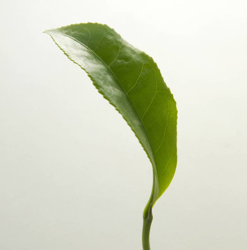 茶葉