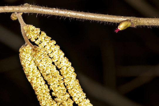 榛子；Corylus avellana