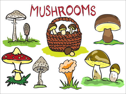 幾種蘑菇的插圖