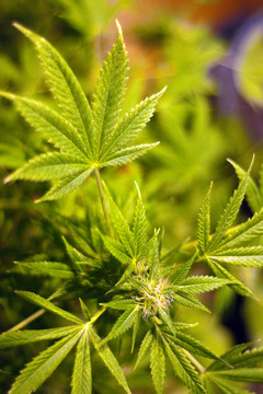 尼斯綠色大醫(yī)用大麻
