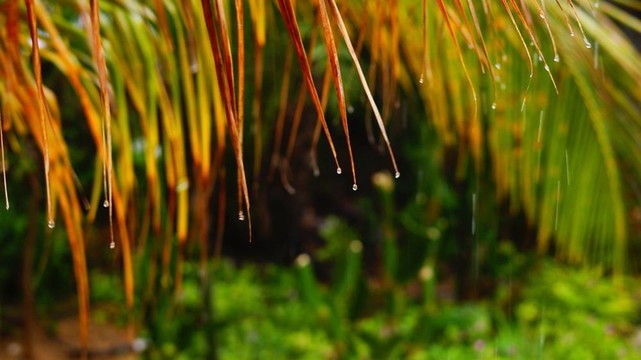 在熱帶雨