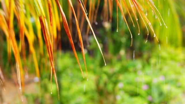 在熱帶雨