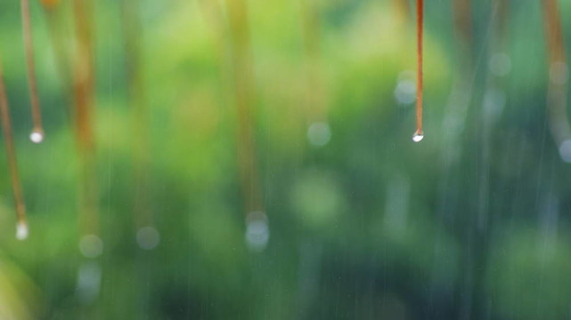 在熱帶雨