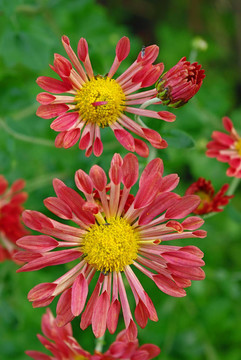 菊花