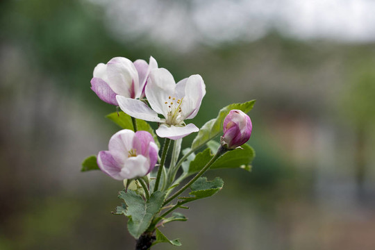 蘋果花