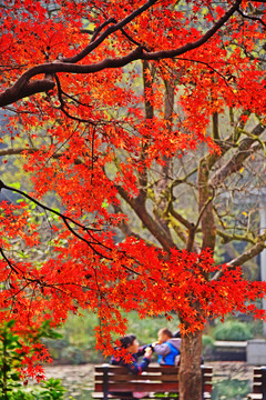 紅葉