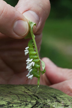 蛹寄生蜂Tomato Hornworm Larvae