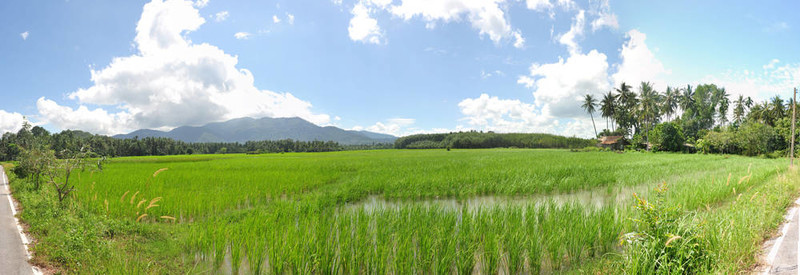 稻田