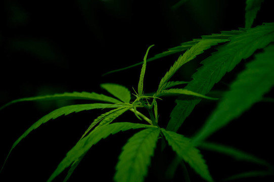 大麻植物