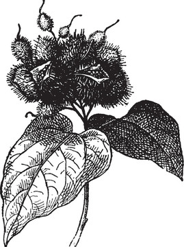 Annatto（果）或胭脂樹；復古雕刻。