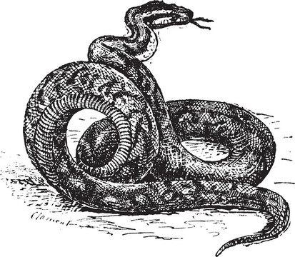 Python的老式雕刻