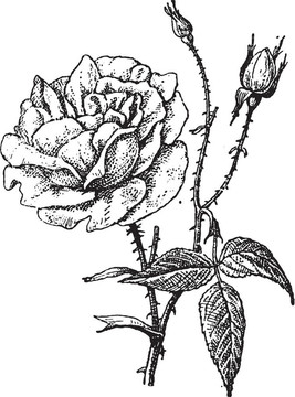 Bengal玫瑰；复古版画。