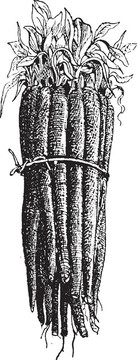 Black Salsify或Scorzonera hispanica；復古雕刻。