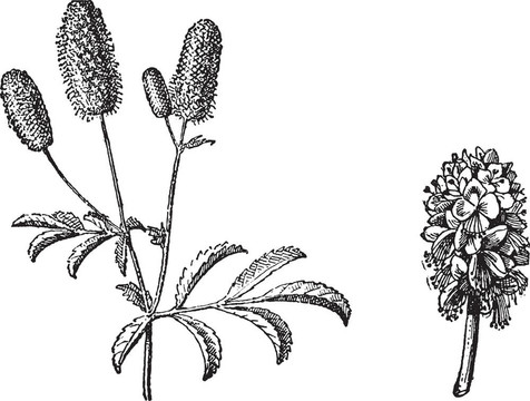 地榆的小枝；Burnet flower；復(fù)古雕刻。