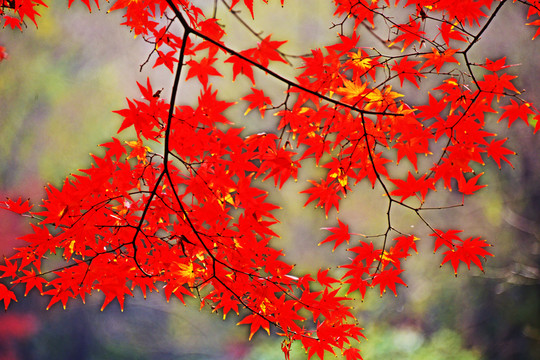 紅葉