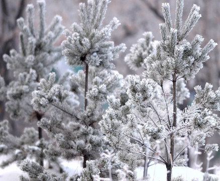 雪樹