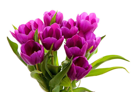 紫色荷蘭郁金香花束