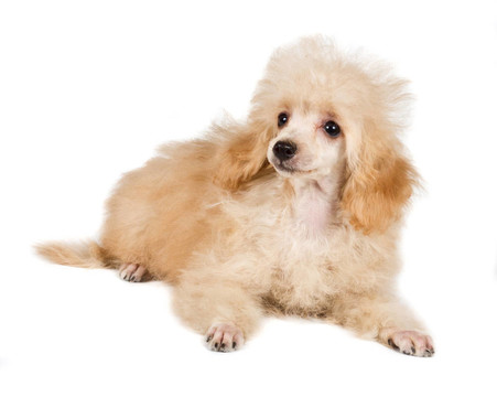 杏色貴賓犬的畫像在白色背景