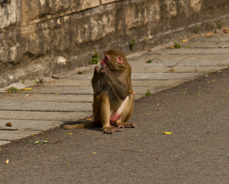 野生的猴子（Rhesus Macaque）