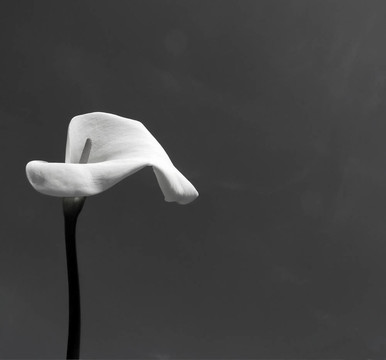 Calla（馬蹄蓮）在黑色和白色