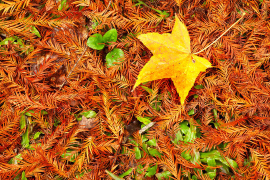 畫面風(fēng)格的紅色楓葉；錫林郭勒