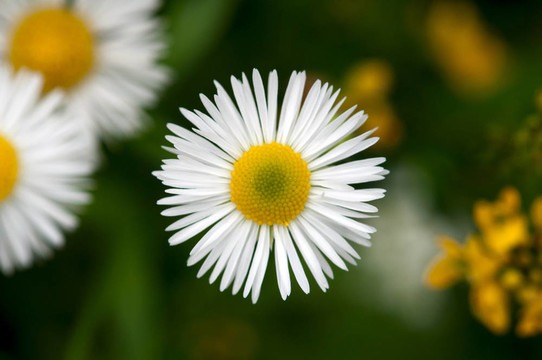 綠色背景上的White Daisy