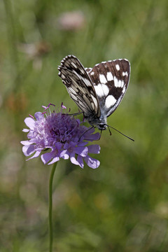 Melanargia galathea；Marbled White