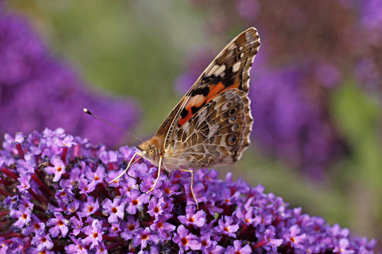 Vanessa cardui；涂女士