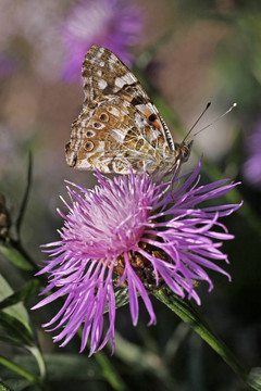 Vanesssa cardui Wig Knapweed