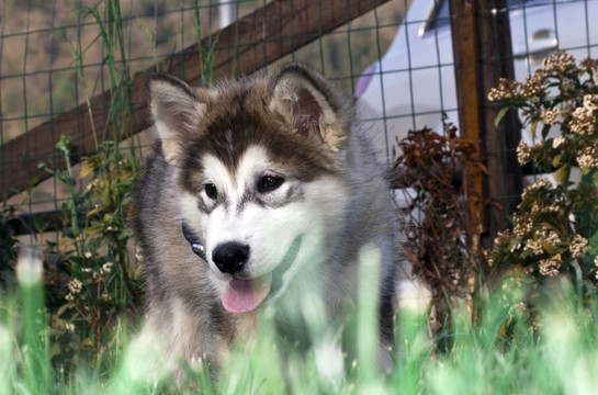哈士奇雪橇犬