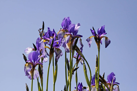 西伯利亞鳶尾；Sibirian Iris