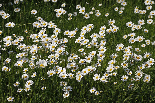Oxeye daisy；Marguerite；德國