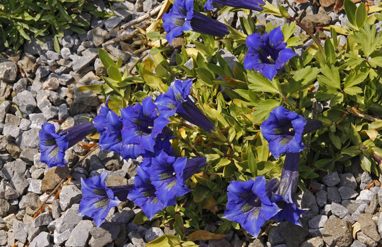 Gentiana acaulis；Stemless Gentian