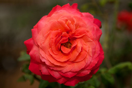 一朵盛开的大朵红玫瑰