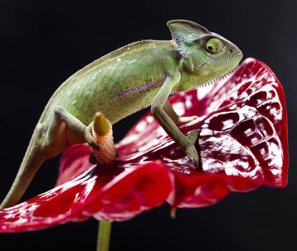 蜥蜴家族；Chameleon