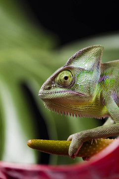 蜥蜴家族；Chameleon