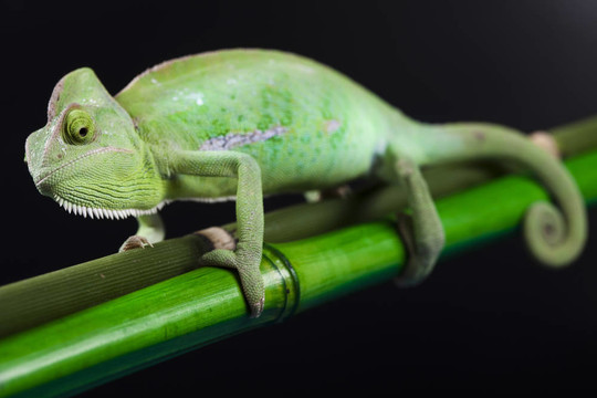綠色動物；Chameleon
