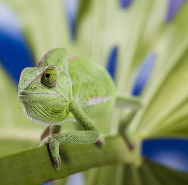 綠色動物；Chameleon
